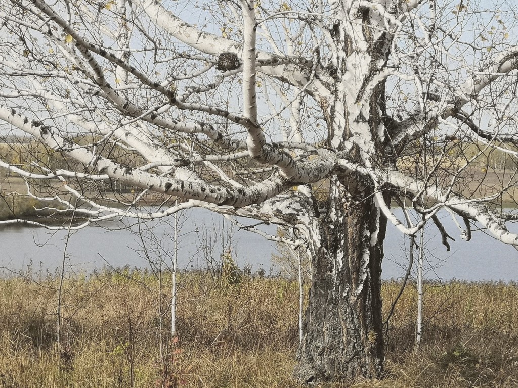 Она поит соком, выводит лишнюю воду и обеззараживает